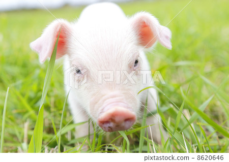 Newborn piglet 8620646