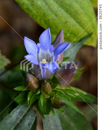 Gentian Gentian 8620745
