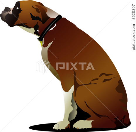 Sitting cute boxer dog. Vector illustration 8620897