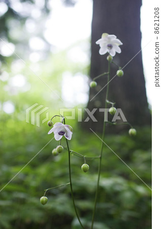 Renge goshoma 8621208