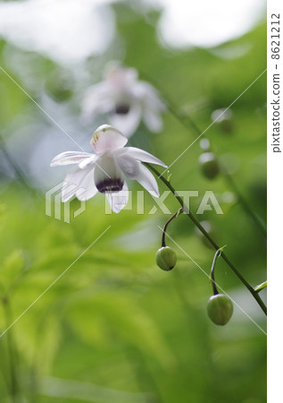 Renge goshoma 8621212