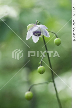 Renge goshoma Renge goshoma 8621213