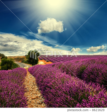 lavender field lavender field 8621620