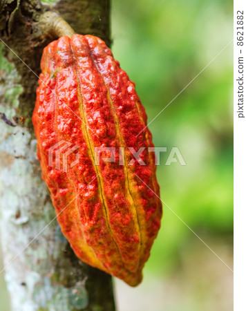 Ripe cacao bean on the wood 8621882