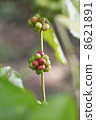 Coffee tree with ripe berries on farm 8621891