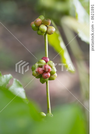 Coffee tree with ripe berries on farm 8621891