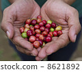 Close up red berries coffee beans on hand 8621892