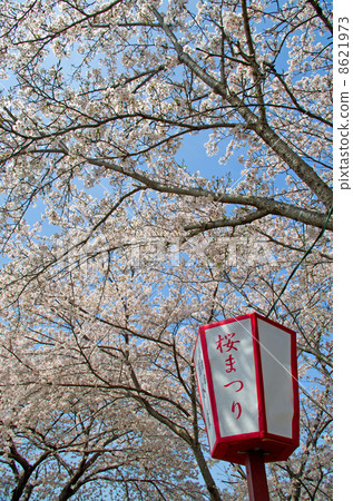 櫻花盛開的櫻花盛開 櫻花盛開的櫻花盛開 8621973