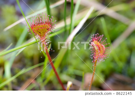 Moussengoke（特寫） 8622145