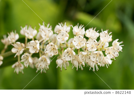 Cobaceous大象 Cobaceous大象 8622148