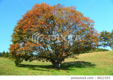 maple, ikeda, colored leaves of autumn 8622163