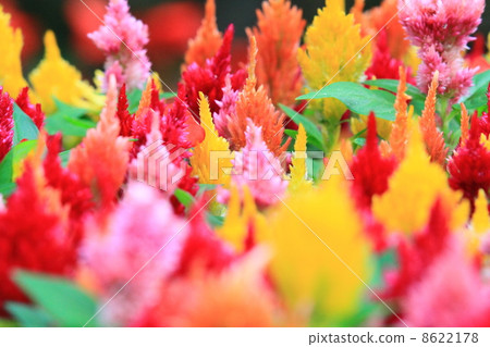 雞冠花 被子植物 秋 8622178