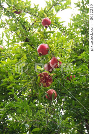 石榴 石榴 8622239