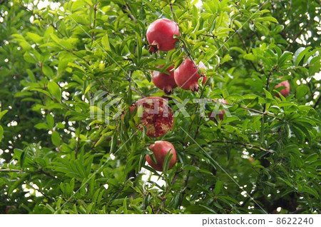 石榴 石榴 8622240