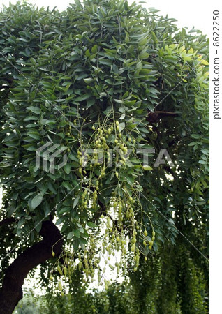 蕨類植物的蜥蜴 8622250