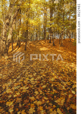 Autumn park Autumn park 8622481