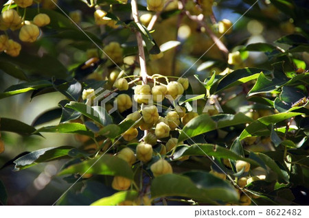 Mayumi的果實 Mayumi的果實 8622482