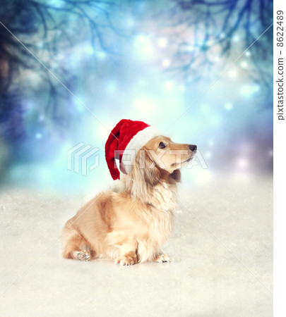 Santa hat wearing dog 8622489