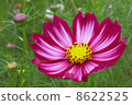 Coloring of Autumn leaves 8622525