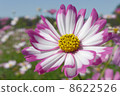 Decorate autumn with sunshine 8622526
