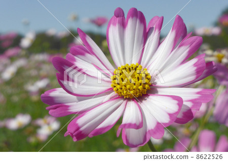 Decorate autumn with sunshine Decorate autumn with sunshine 8622526