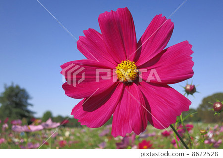 In the autumn sky with shining crimson colors In the autumn sky with shining crimson colors 8622528