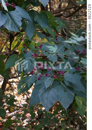 Rabbit fruit 8622529