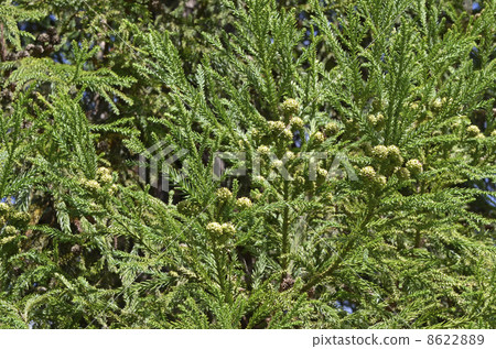 Cedar cones 8622889