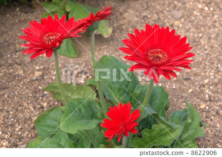 Red Gerbera (African senbon Yari) 8622906