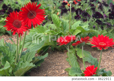 紅色非洲菊（非洲senbon Yari） 8622911