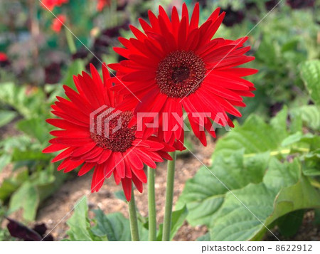Red Gerbera (African senbon Yari) 8622912