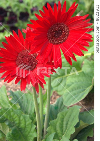 紅色非洲菊（非洲senbon Yari） 8622913