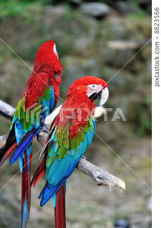 Scarlet macaw Scarlet macaw 8623566