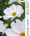 Colors of white autumn 8623857