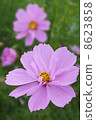 Coralette smelling in autumn and rain 8623858