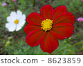 Coloring of Autumn leaves 8623859
