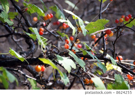 Yabu避難所的成熟果實 8624255