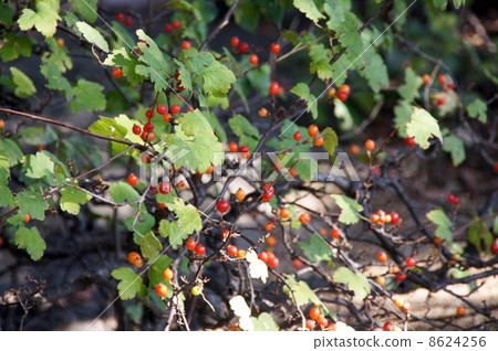 Yabu避難所的成熟果實 8624256