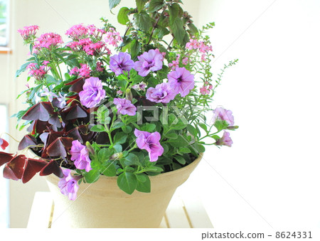 秋天的醃製植物·紫色 8624331