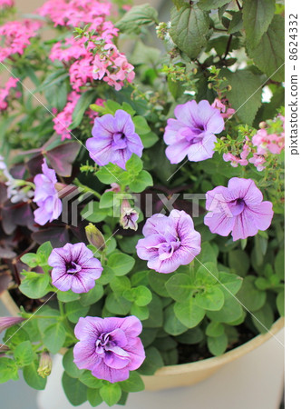 秋天的醃製植物·紫色 8624332