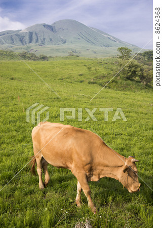 Aso red beef with Mt. 8624368