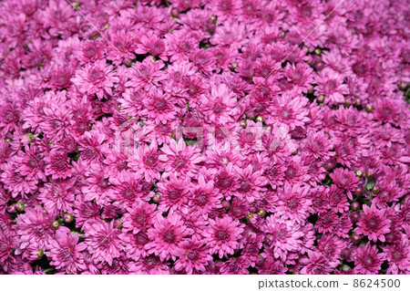 KOKIKU Belgium Mum KOKIKU Belgium Mum 8624500