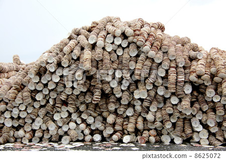 Oyster Oyster 8625072