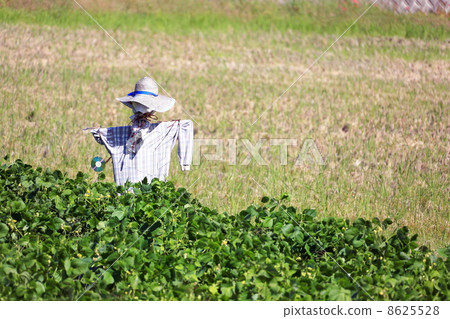 A scarecrow A scarecrow 8625528