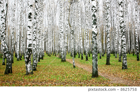 October autumn birch grove October autumn birch grove 8625758