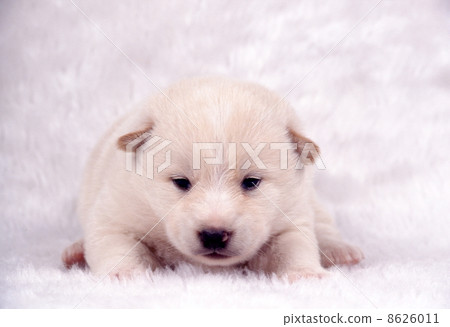 Cute little puppy 8626011