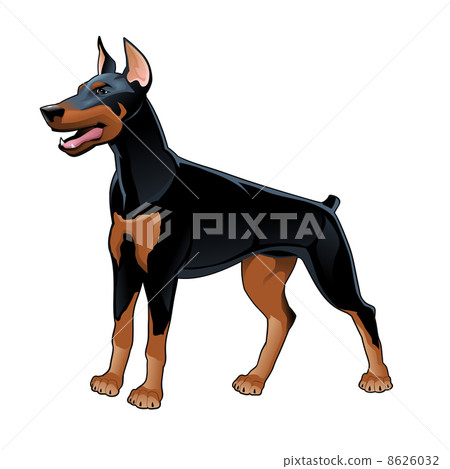 Dobermann Pinscher. 8626032