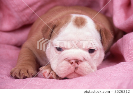 Bulldog Bulldog 8626212