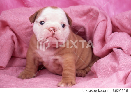 牛頭犬 牛頭犬 8626216