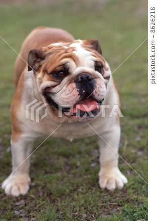 牛頭犬 牛頭犬 8626218